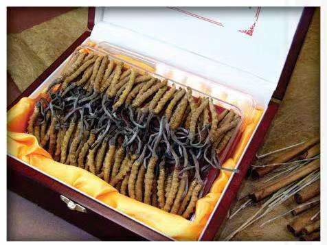 长倘口镇冬虫夏草回收